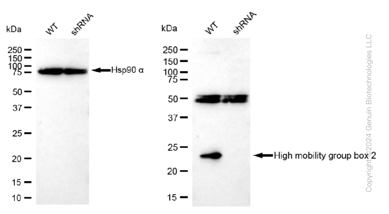 KD-Validated Anti-High mobility group box 2 Rabbit Monoclonal Antibody ABG1447