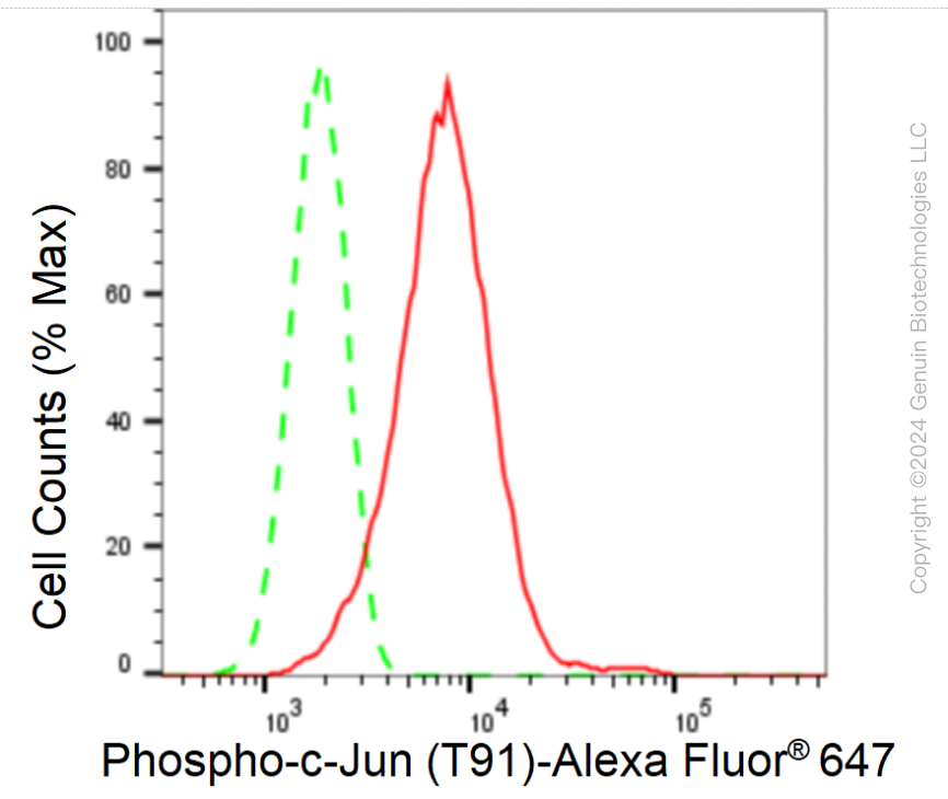 KD-Validated Anti-Phospho-c-Jun (T91) Rabbit Monoclonal Antibody ABG1448