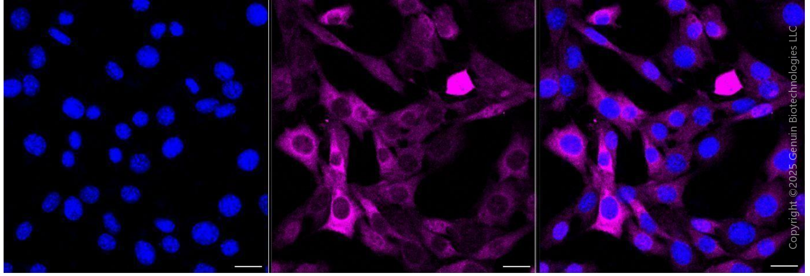 KD-Validated Anti-Phospho-c-Jun (T91) Rabbit Monoclonal Antibody ABG1448