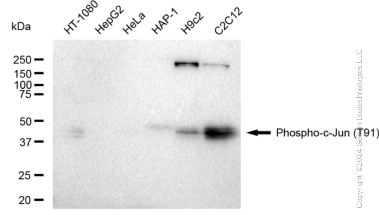 KD-Validated Anti-Phospho-c-Jun (T91) Rabbit Monoclonal Antibody ABG1448