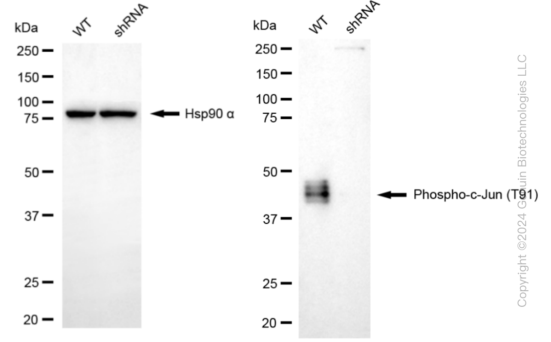 KD-Validated Anti-Phospho-c-Jun (T91) Rabbit Monoclonal Antibody ABG1448