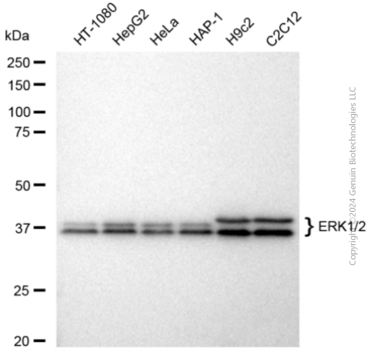 KD-Validated Anti-ERK1/2 Rabbit Monoclonal Antibody ABG1449