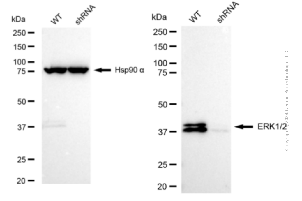 KD-Validated Anti-ERK1/2 Rabbit Monoclonal Antibody ABG1449