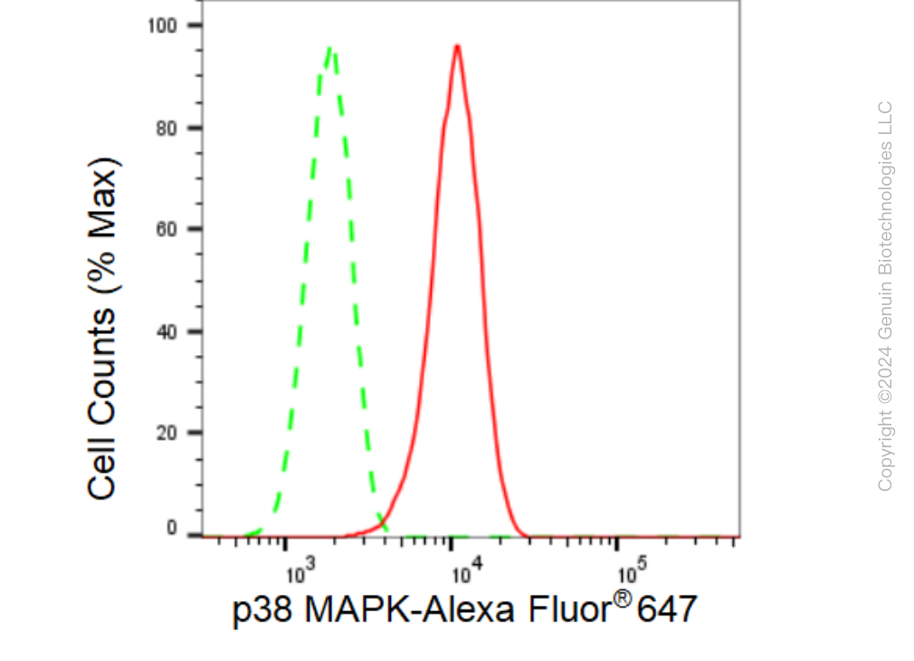 KD-Validated Anti-p38 MAPK Rabbit Monoclonal Antibody ABG1450