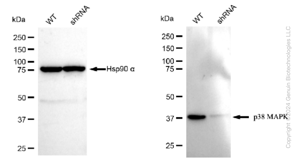 KD-Validated Anti-p38 MAPK Rabbit Monoclonal Antibody ABG1450