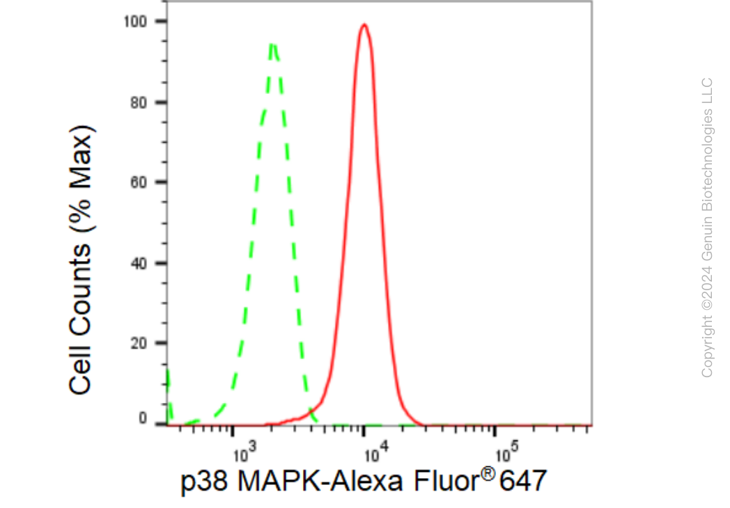 KD-Validated Anti-p38 MAPK Rabbit Monoclonal Antibody ABG1451
