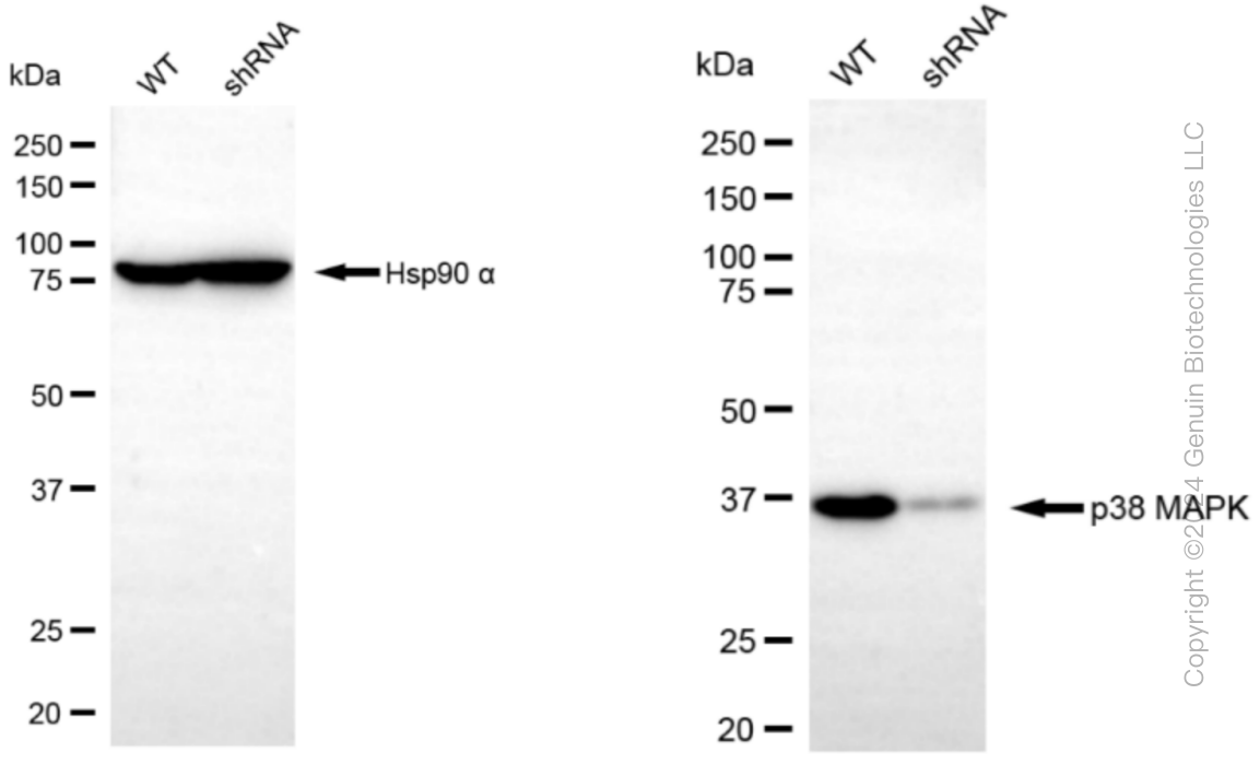 KD-Validated Anti-p38 MAPK Rabbit Monoclonal Antibody ABG1451