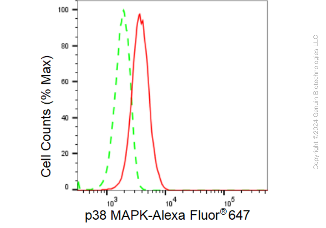 KD-Validated Anti-p38 MAPK Rabbit Monoclonal Antibody ABG1452