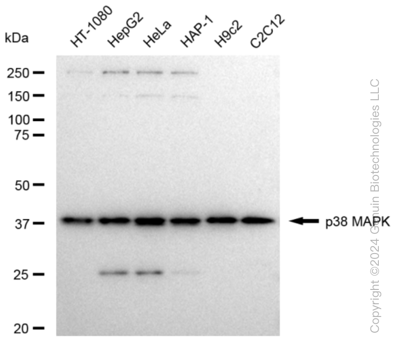 KD-Validated Anti-p38 MAPK Rabbit Monoclonal Antibody ABG1452