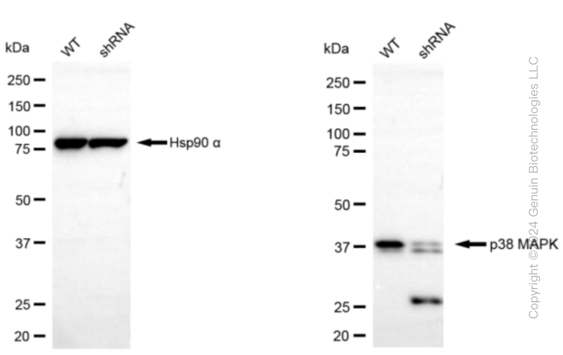KD-Validated Anti-p38 MAPK Rabbit Monoclonal Antibody ABG1452