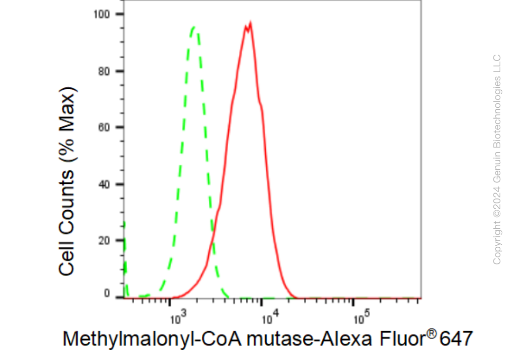 KD-Validated Anti-Methylmalonyl-CoA mutase Rabbit Monoclonal Antibody ABG1454