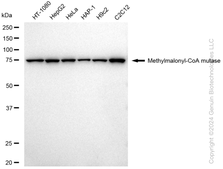 KD-Validated Anti-Methylmalonyl-CoA mutase Rabbit Monoclonal Antibody ABG1454