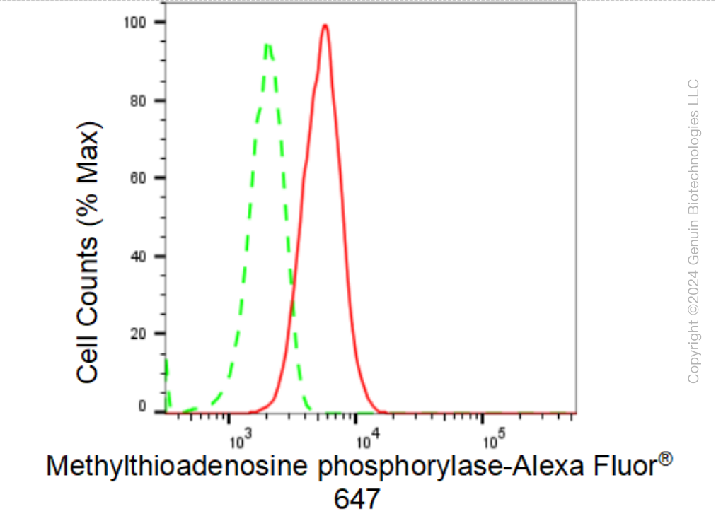 KD-Validated Anti-Methylthioadenosine phosphorylase Rabbit Monoclonal Antibody ABG1455
