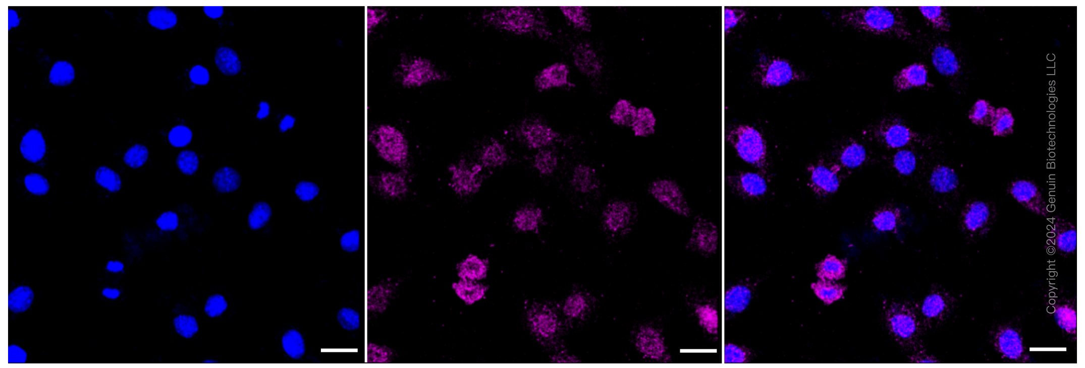 KD-Validated Anti-NDEL1 Rabbit Monoclonal Antibody ABG1456