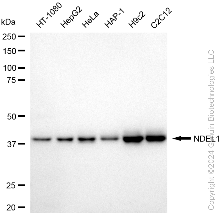 KD-Validated Anti-NDEL1 Rabbit Monoclonal Antibody ABG1456