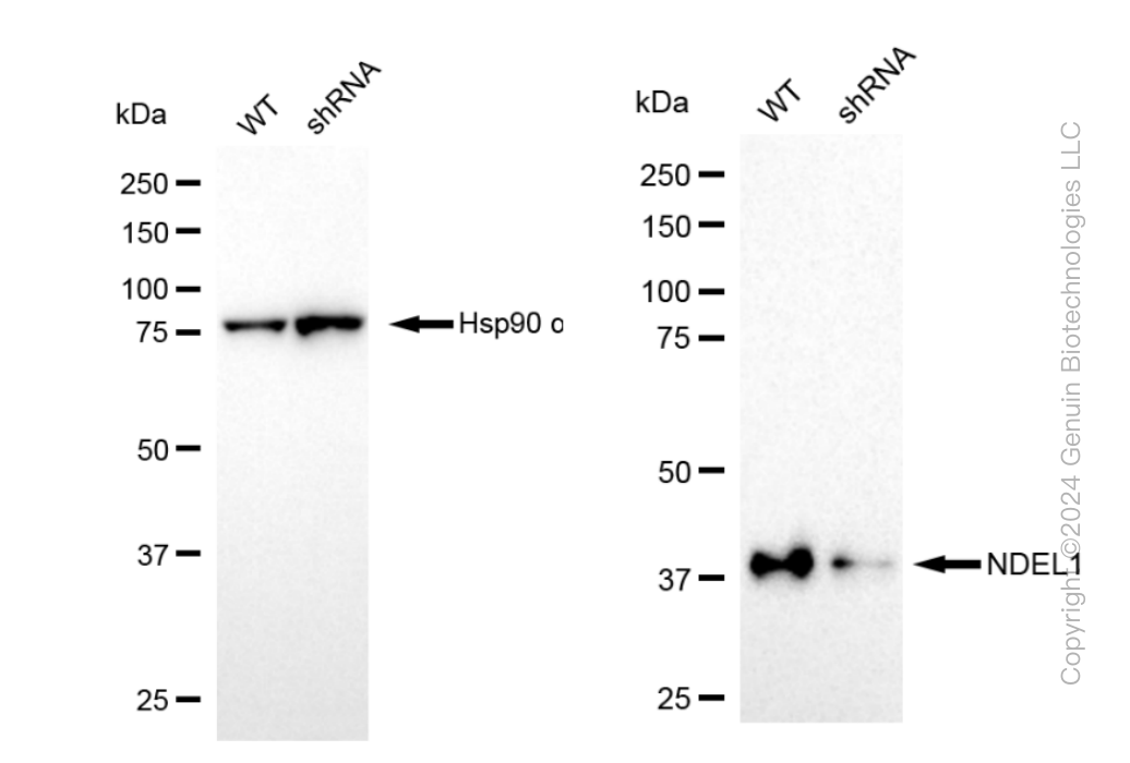KD-Validated Anti-NDEL1 Rabbit Monoclonal Antibody ABG1456