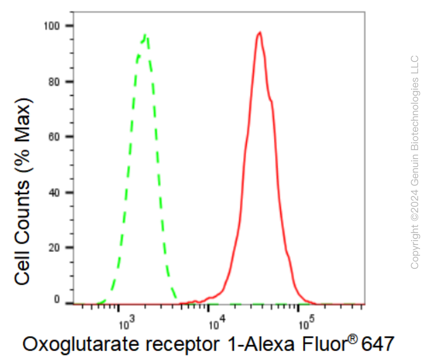 KD-Validated Anti-Oxoglutarate receptor 1 Rabbit Monoclonal Antibody ABG1457