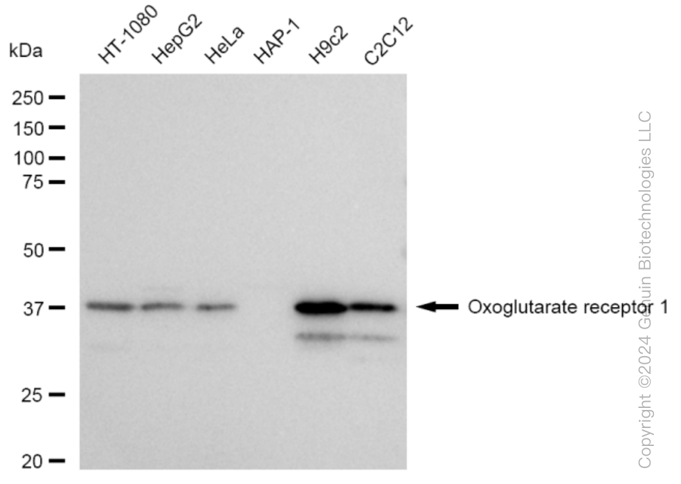 KD-Validated Anti-Oxoglutarate receptor 1 Rabbit Monoclonal Antibody ABG1457