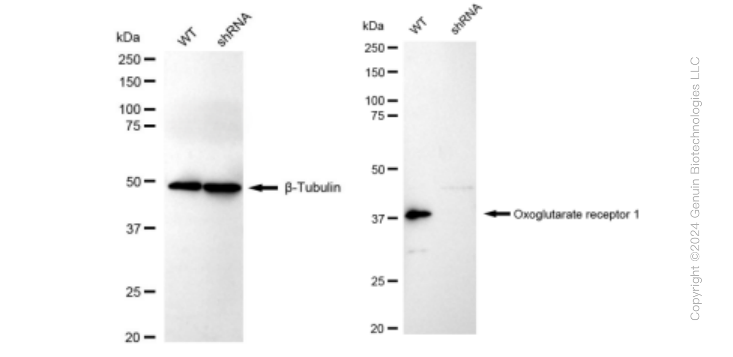 KD-Validated Anti-Oxoglutarate receptor 1 Rabbit Monoclonal Antibody ABG1457