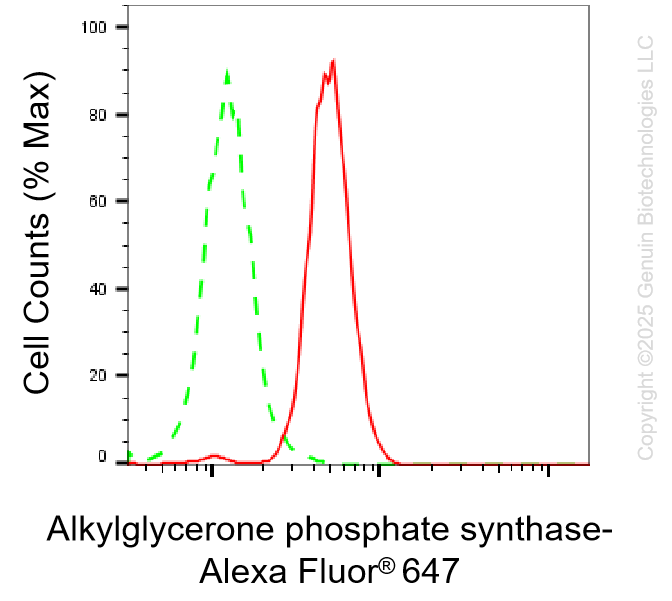 KD-Validated Anti-AGPS Rabbit Monoclonal Antibody ABG1458