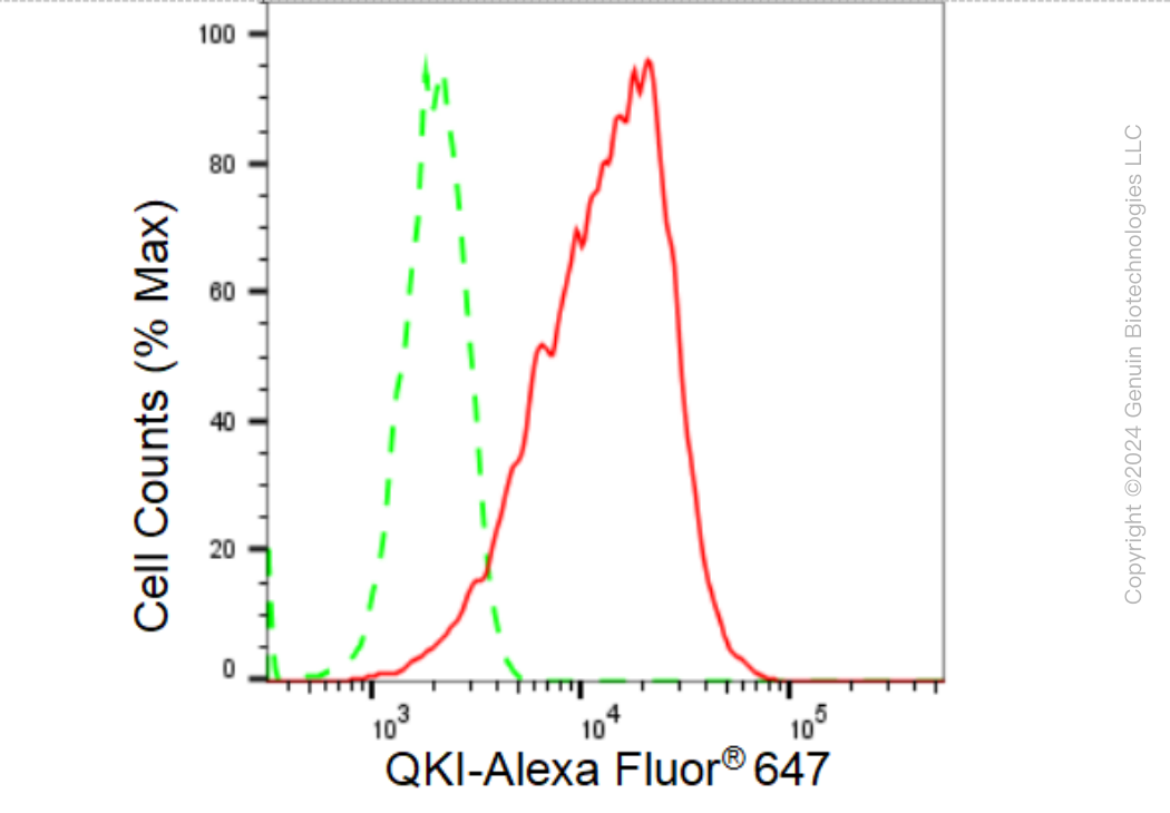 KD-Validated Anti-QKI Rabbit Monoclonal Antibody ABG1459
