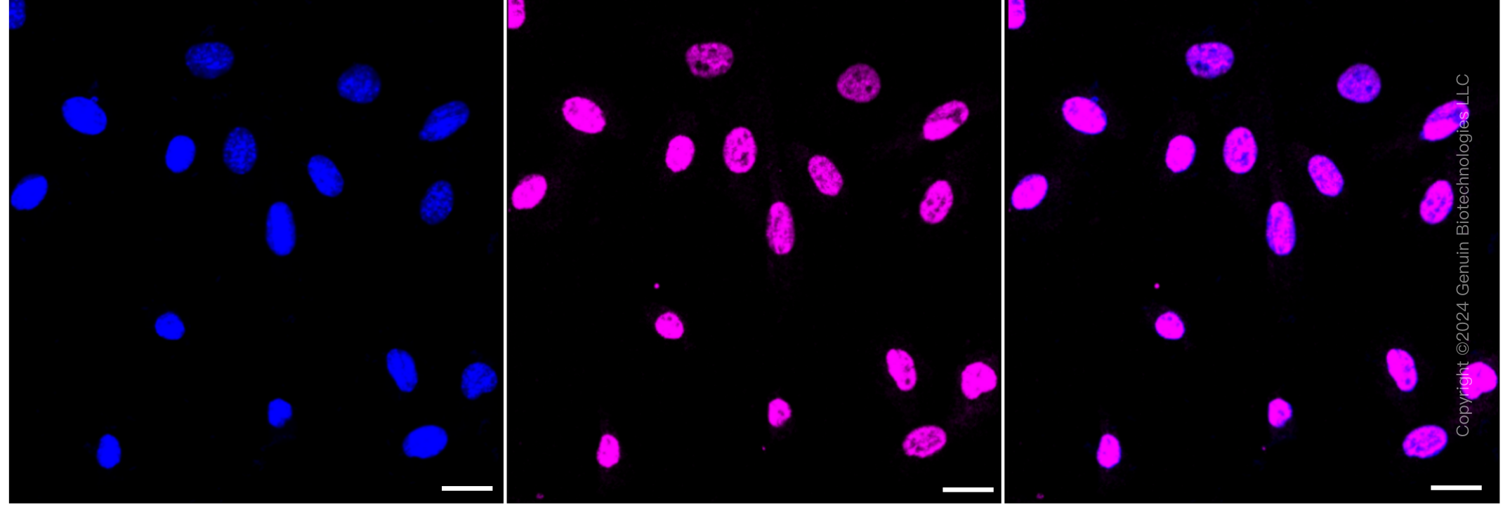 KD-Validated Anti-QKI Rabbit Monoclonal Antibody ABG1459