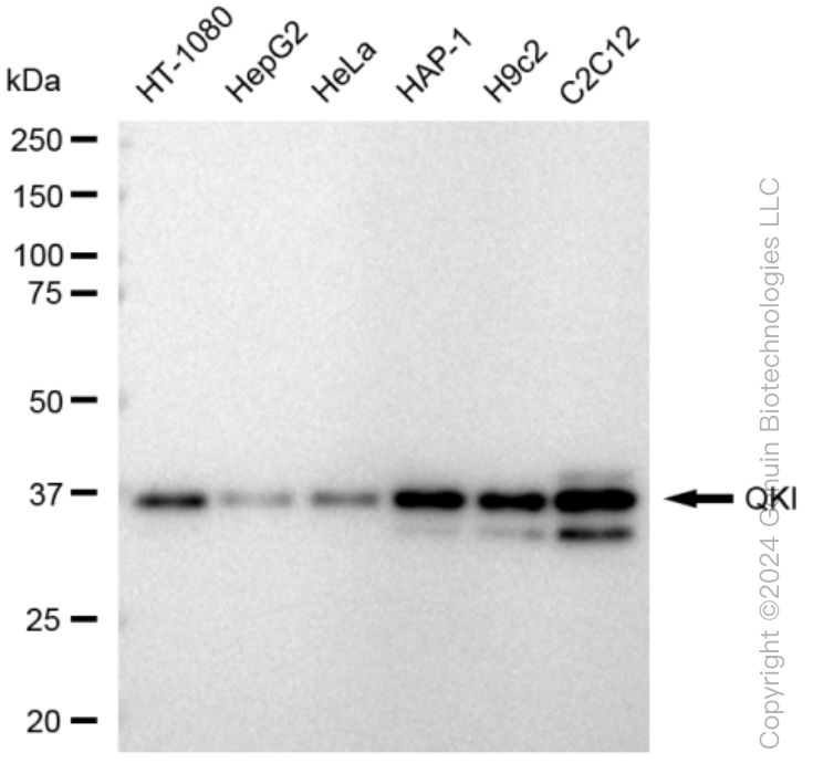 KD-Validated Anti-QKI Rabbit Monoclonal Antibody ABG1459