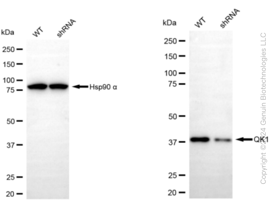 KD-Validated Anti-QKI Rabbit Monoclonal Antibody ABG1459