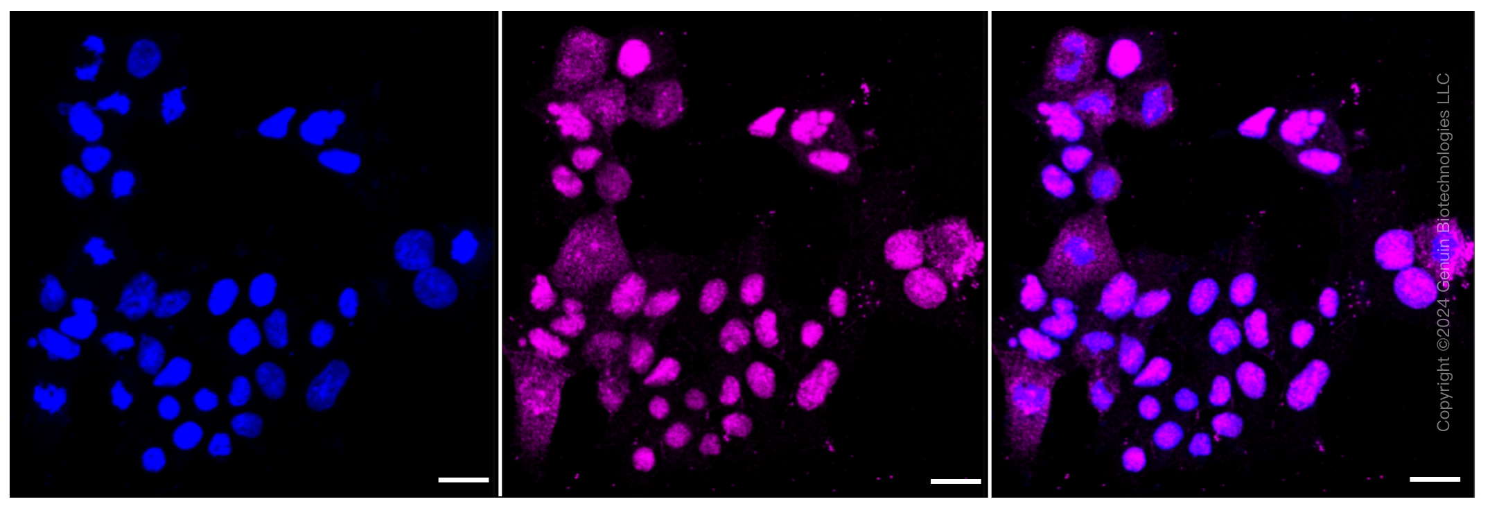 KD-Validated Anti-RAD51 recombinase Rabbit Monoclonal Antibody ABG1460