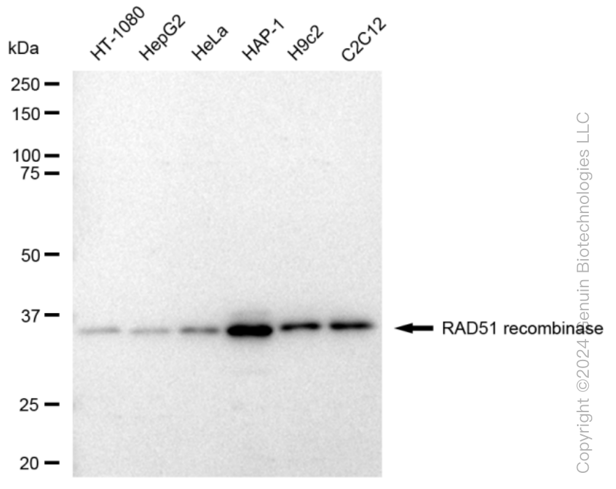 KD-Validated Anti-RAD51 recombinase Rabbit Monoclonal Antibody ABG1460
