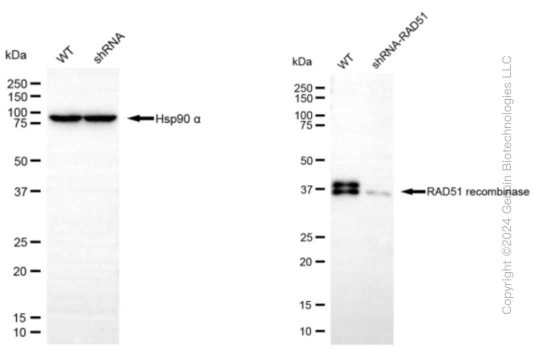 KD-Validated Anti-RAD51 recombinase Rabbit Monoclonal Antibody ABG1460