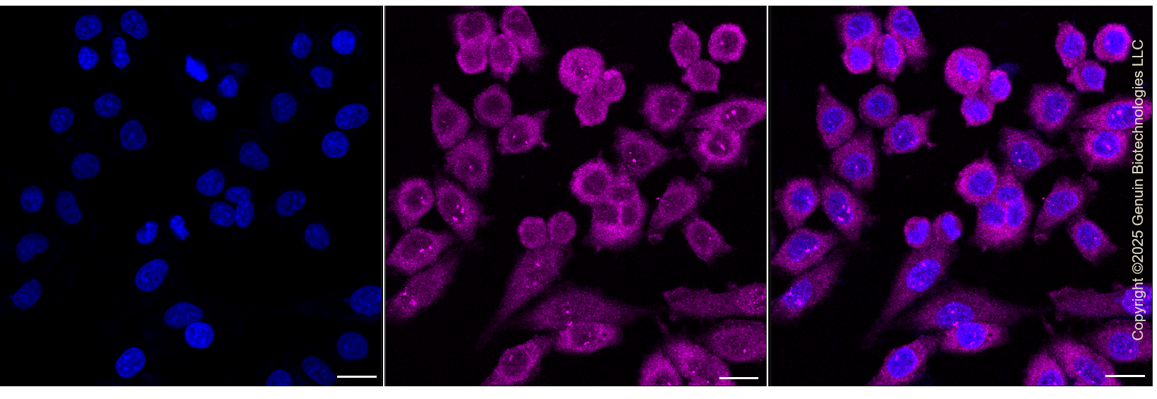 KD-Validated Anti-AVEN Rabbit Monoclonal Antibody ABG1461