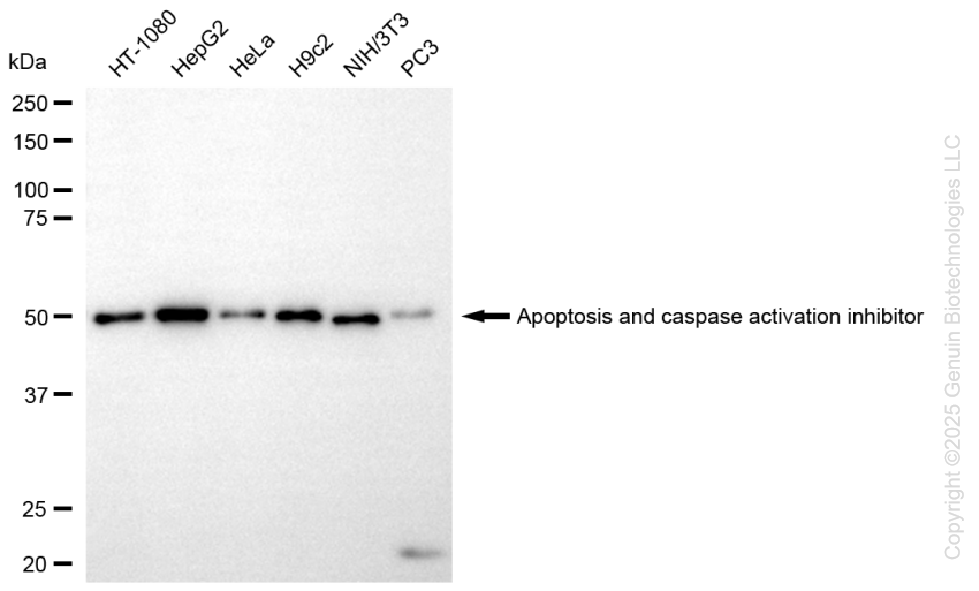 KD-Validated Anti-AVEN Rabbit Monoclonal Antibody ABG1461