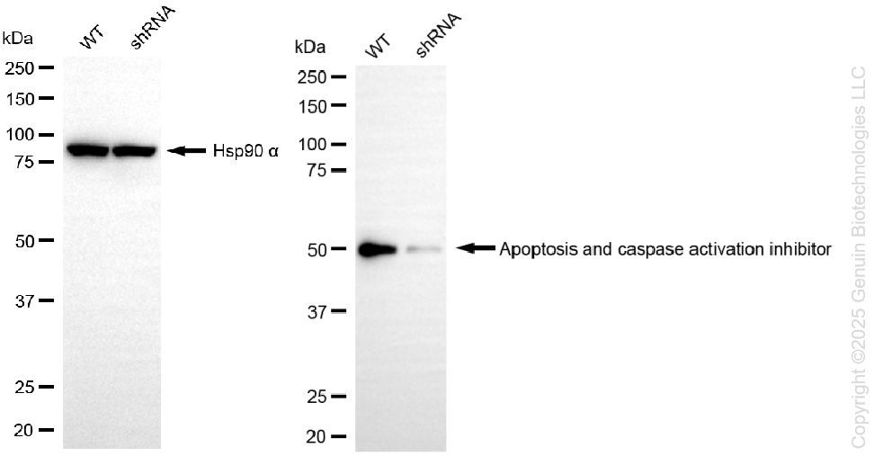 KD-Validated Anti-AVEN Rabbit Monoclonal Antibody ABG1461