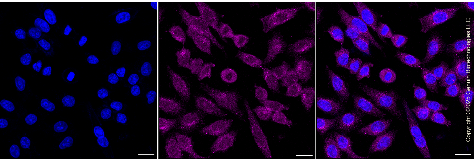 KD-Validated Anti-CAB39 Rabbit Monoclonal Antibody ABG1462