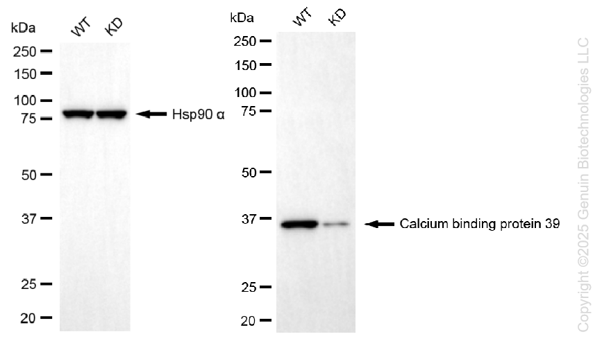 KD-Validated Anti-CAB39 Rabbit Monoclonal Antibody ABG1462