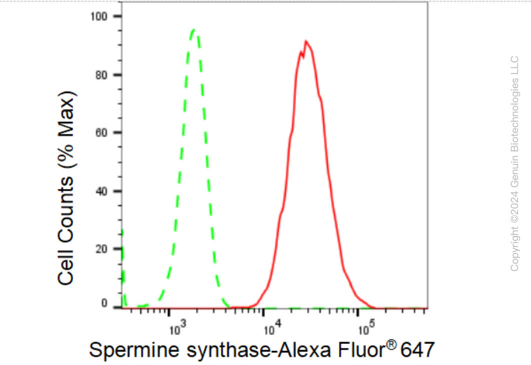 KD-Validated Anti-Spermine synthase Rabbit Monoclonal Antibody ABG1463