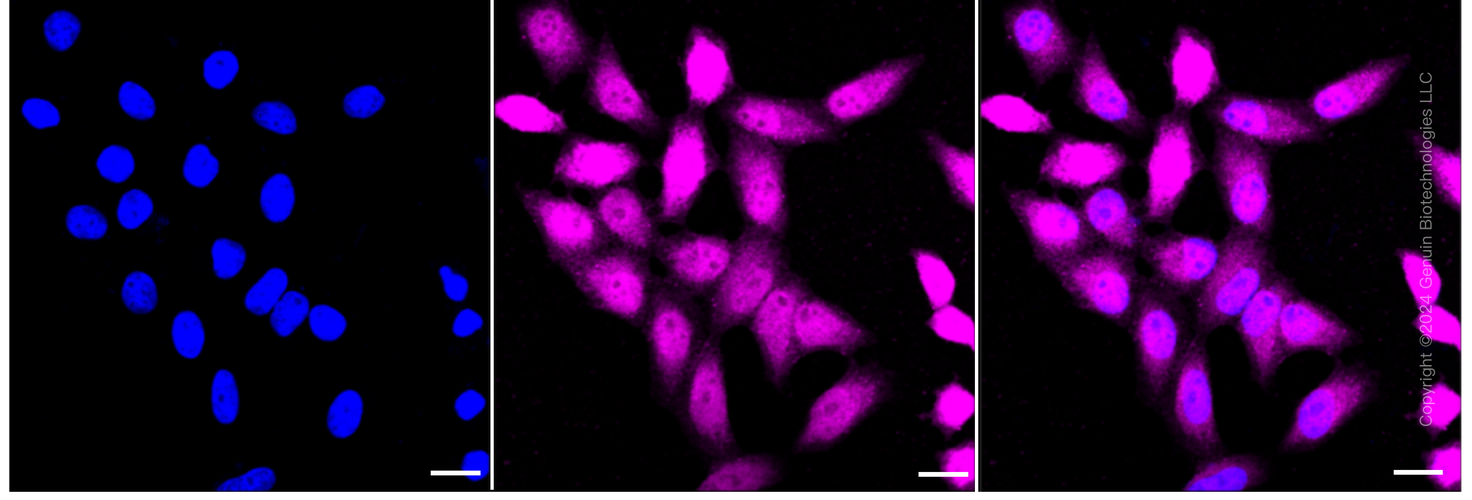 KD-Validated Anti-Spermine synthase Rabbit Monoclonal Antibody ABG1463