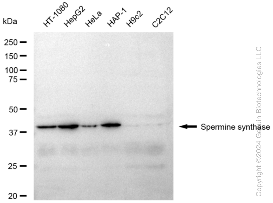 KD-Validated Anti-Spermine synthase Rabbit Monoclonal Antibody ABG1463