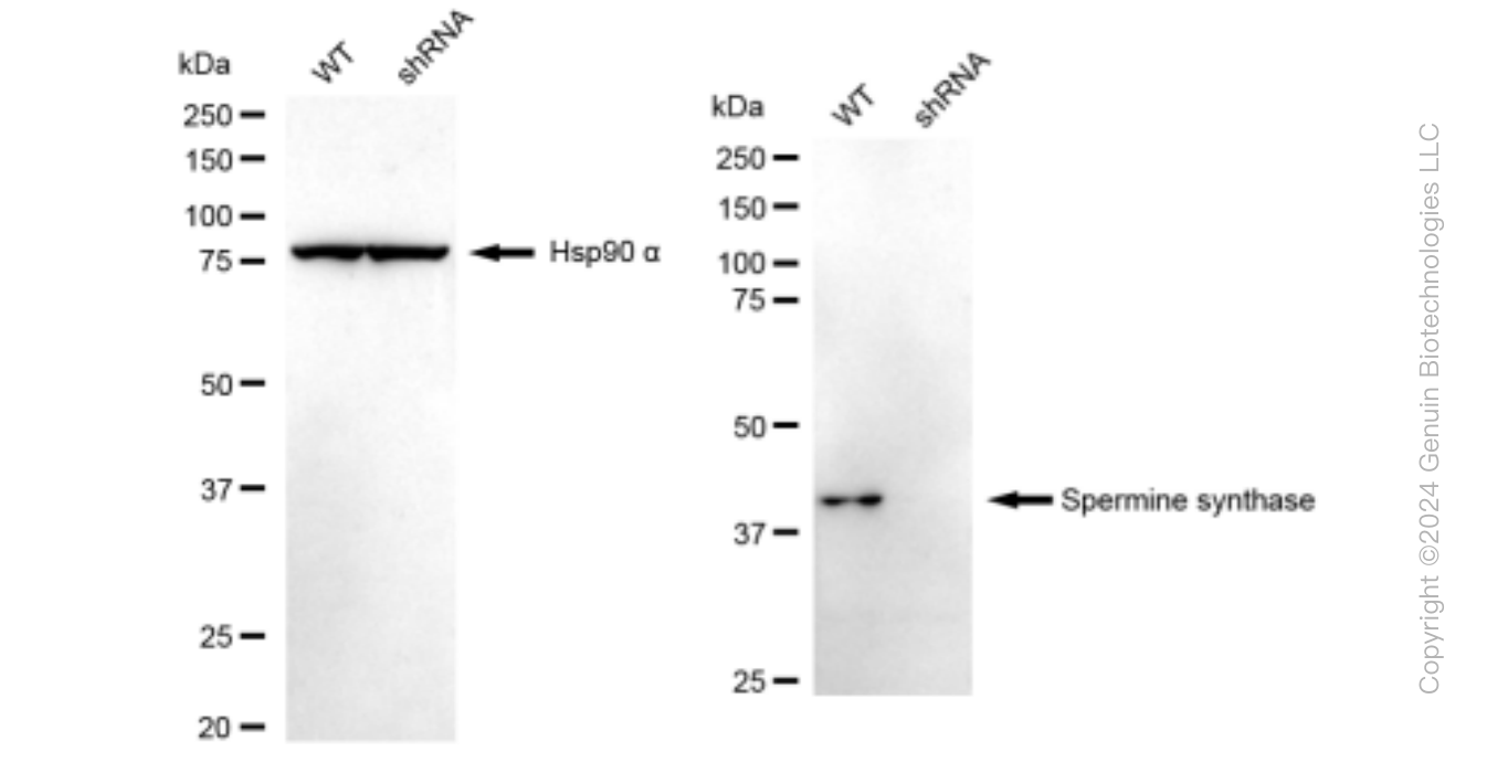 KD-Validated Anti-Spermine synthase Rabbit Monoclonal Antibody ABG1463