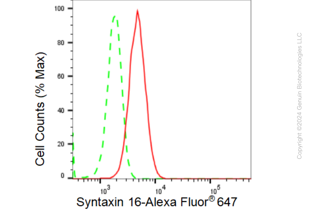KD-Validated Anti-Syntaxin 16 Rabbit Monoclonal Antibody ABG1464