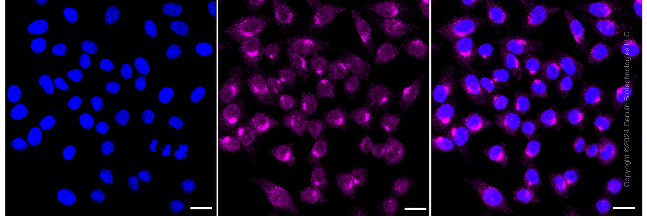 KD-Validated Anti-Syntaxin 16 Rabbit Monoclonal Antibody ABG1464