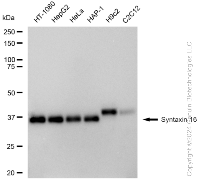 KD-Validated Anti-Syntaxin 16 Rabbit Monoclonal Antibody ABG1464