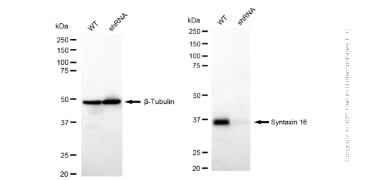 KD-Validated Anti-Syntaxin 16 Rabbit Monoclonal Antibody ABG1464