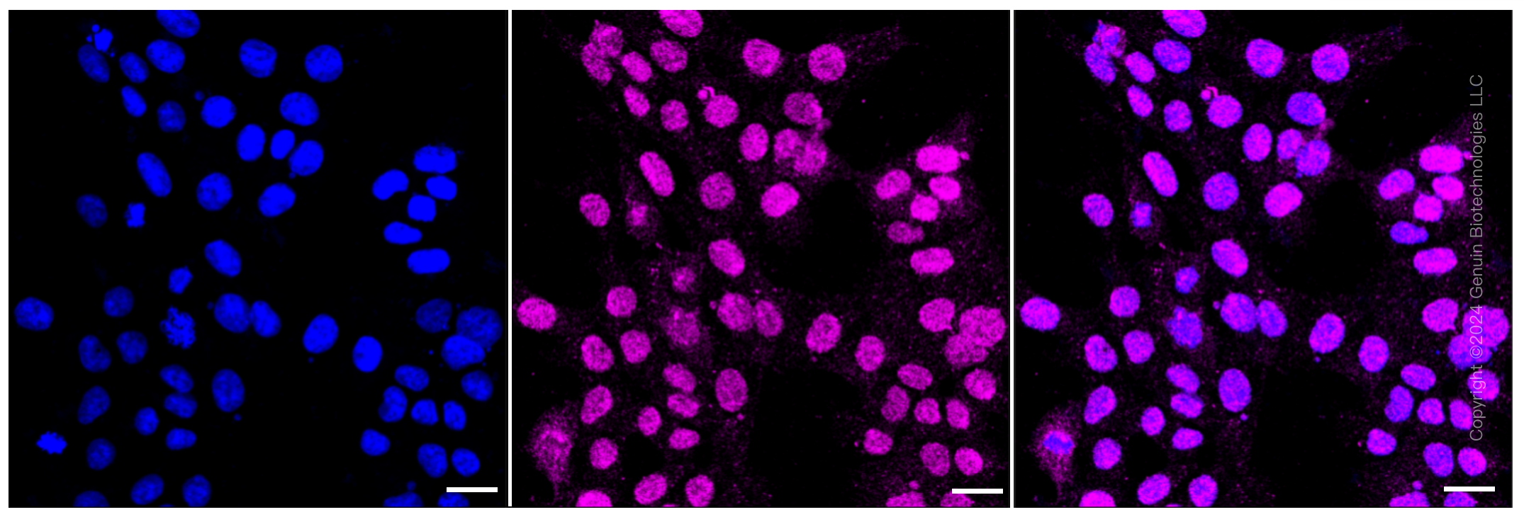 KD-Validated Anti-Nesprin3 Rabbit Monoclonal Antibody ABG1465