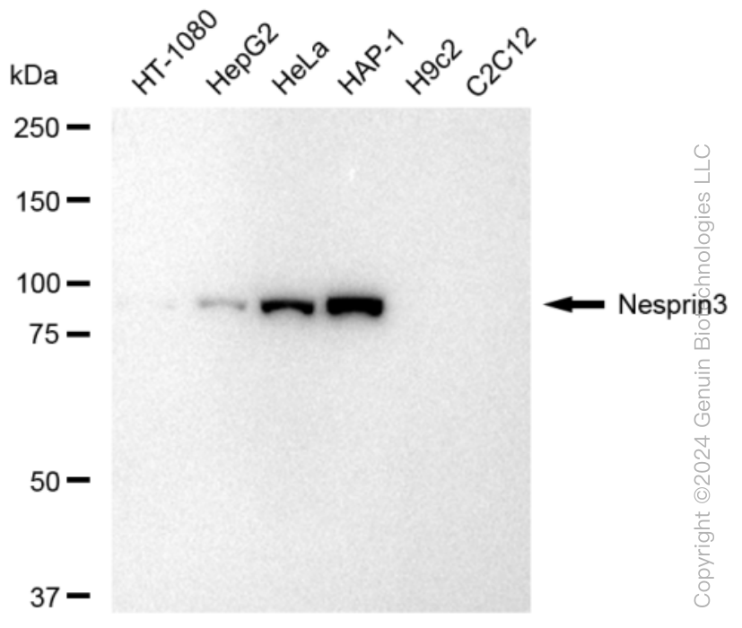 KD-Validated Anti-Nesprin3 Rabbit Monoclonal Antibody ABG1465