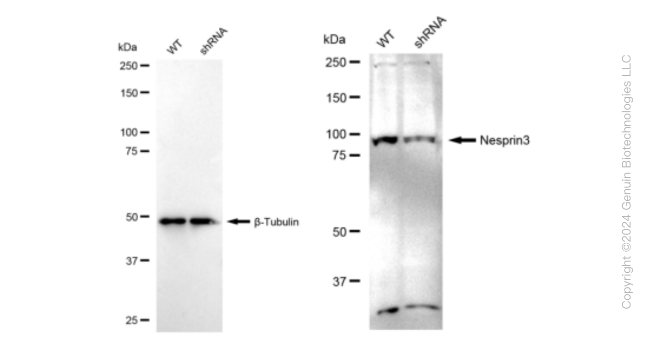 KD-Validated Anti-Nesprin3 Rabbit Monoclonal Antibody ABG1465