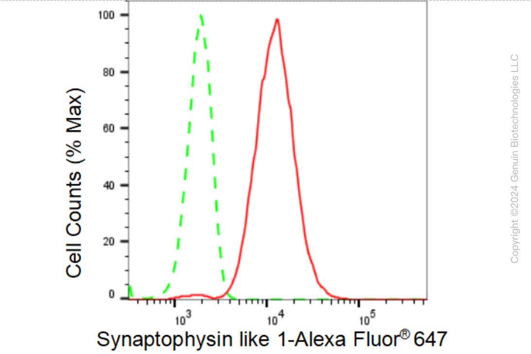 KD-Validated Anti-Synaptophysin like 1 Rabbit Monoclonal Antibody ABG1466