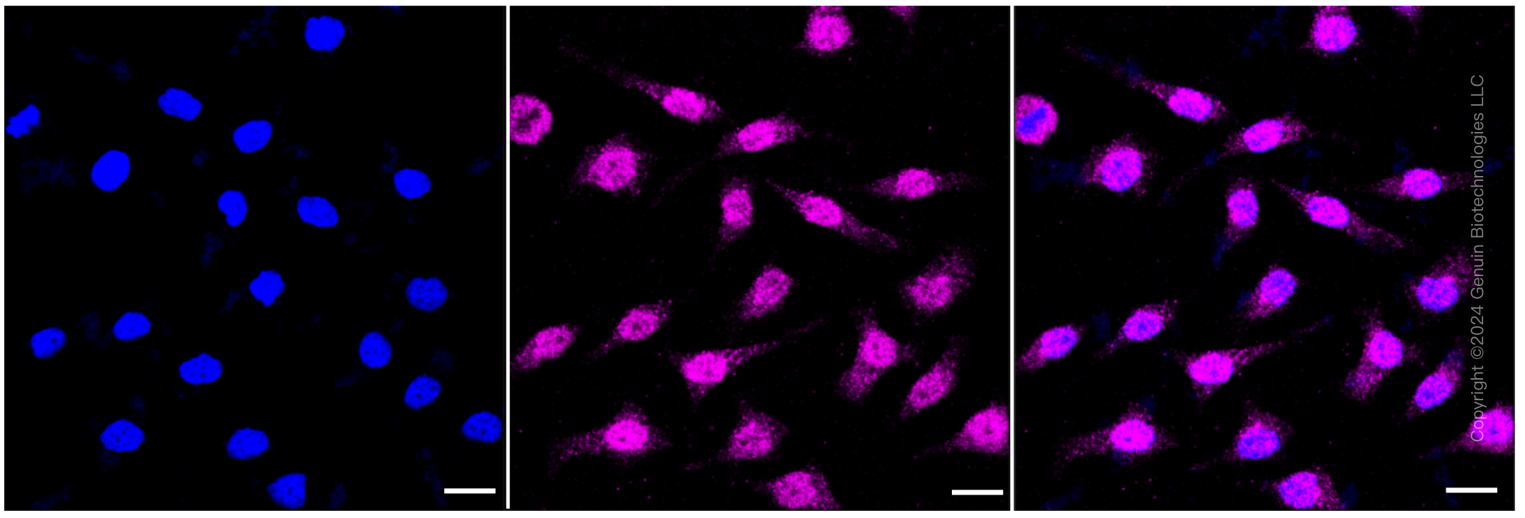 KD-Validated Anti-Synaptophysin like 1 Rabbit Monoclonal Antibody ABG1466