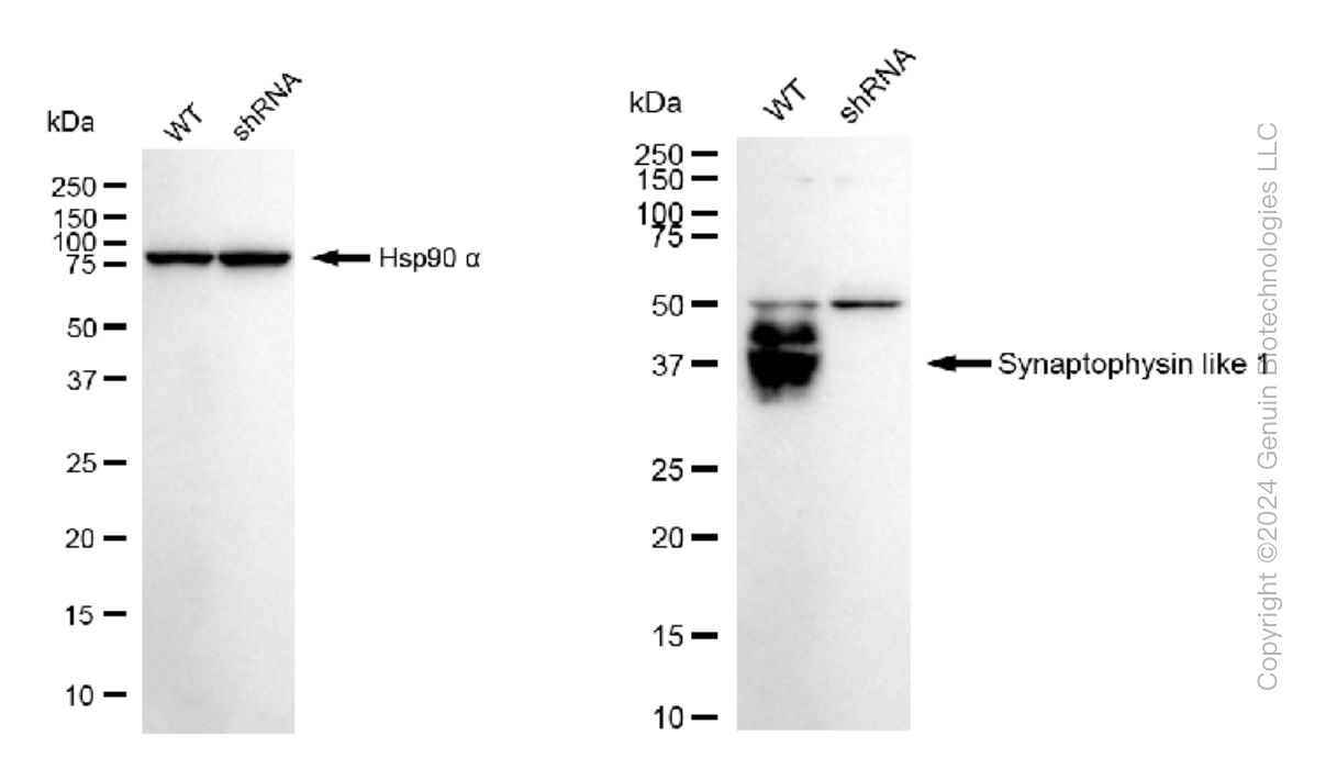 KD-Validated Anti-Synaptophysin like 1 Rabbit Monoclonal Antibody ABG1466